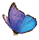 Butterfly Kisses